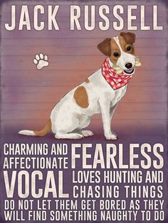 a poster with a dog wearing a bandana and saying,'jack russell charming and affectionate fearless vocal loves hunting and chasing things do not let the