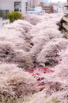 the trees are blooming all over the city