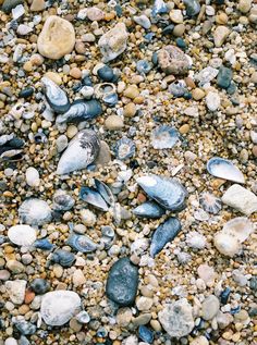 shells and pebbles on the beach with water