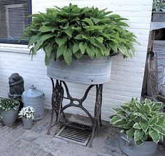 an image of a potted plant sitting on top of a table next to other plants