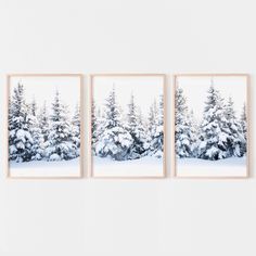 three framed photographs hanging on a wall in front of snow - covered pine tree's