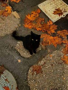 a black cat laying on the ground surrounded by leaves