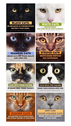 if you have a cat read this it helps you ❤ Different Kinds Of Cats, Cat Pupils Meaning, Where To Pet A Cat, Cat Facts Interesting, Cat Therian Tips, Cat Things For Home, Cat Types, Cat Familiar