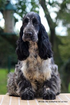 a black and white dog sitting on top of a wooden table in front of trees