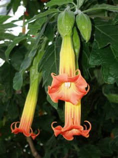 an orange and yellow flower hanging from a tree