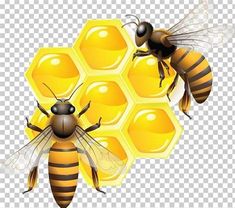 two honeybees on top of a honeycomb, with one bee in the center