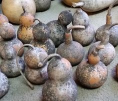 several different types of gourds sitting on the floor next to eachother