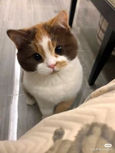 a brown and white cat sitting on top of a bed