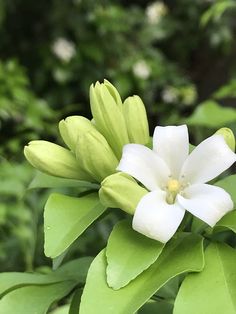 a white flower with green leaves in the background