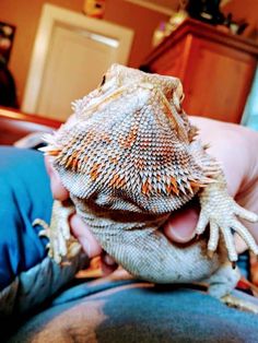 a close up of a person holding a small lizard