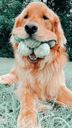 a dog laying in the grass with two balls in its mouth and one paw on it's head