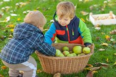 two young boys picking apples from a basket