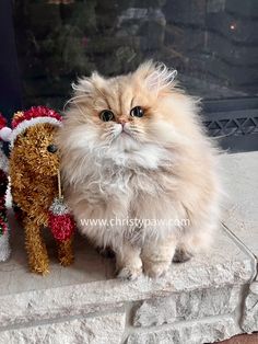 a fluffy cat sitting next to a stuffed animal