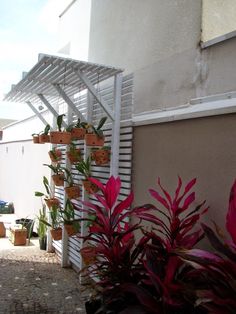 several potted plants are lined up on the side of a building with a white trellis