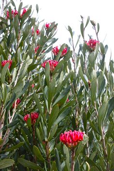 red flowers are growing on the branches of green leaves and trees in front of a white sky