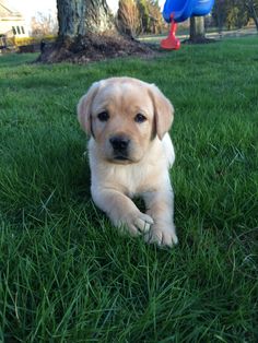 a puppy laying in the grass next to a blue frisbee and a tree