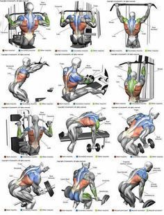 the muscles and their functions are shown in this diagram, which shows how they work