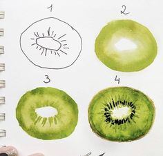 a drawing of kiwis in different stages of development