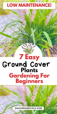 the 7 easy ground cover plants for beginners to grow in your yard or garden