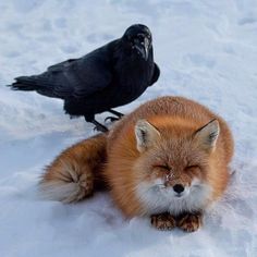 two black birds sitting on the snow next to a red fox and a black bird