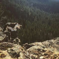 a small animal standing on top of a rocky cliff next to a tree filled forest