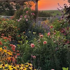 the sun is setting over a garden full of flowers