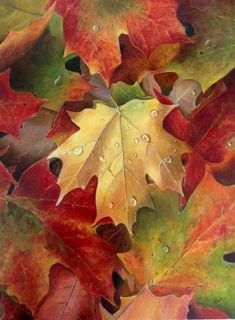 colorful leaves with drops of water on them