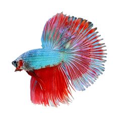 a siamese fish with red and blue fins