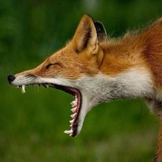 a red fox with its mouth open showing teeth