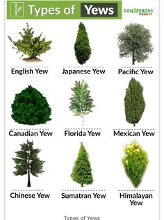 different types of trees and shrubs are shown in this poster, which includes the names of each