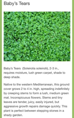 the baby's teas are green and there is information about them on the page