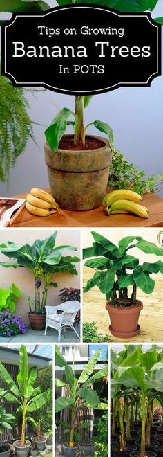 banana trees are growing in pots with bananas on the table and below them, there is a