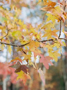 the leaves are changing colors in the fall