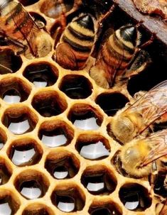 some bees are sitting in a beehive