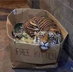 a tiger laying in a cardboard box that says free kittens