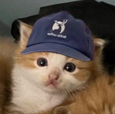 an orange and white cat wearing a blue hat