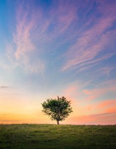 a lone tree stands in the middle of a grassy field at sunset, with wispy clouds overhead