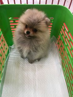 a small dog sitting in a green basket