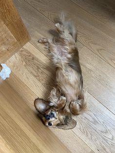 a small dog laying on its back on the floor