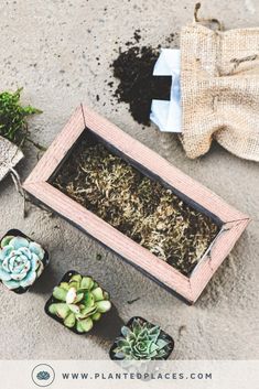 three small succulents are sitting in a wooden box on the ground next to each other