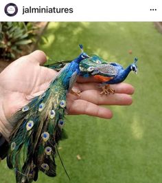 a person holding a small blue and green bird in their hand with the caption, miniature peacocks