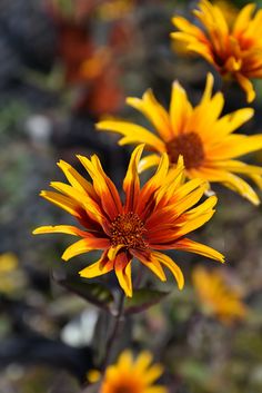 some yellow and red flowers are growing in the dirt field with other plants behind them