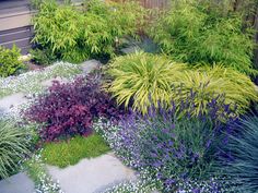 the garden is full of colorful flowers and plants