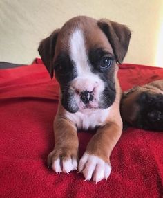 two puppies laying on top of a red blanket next to each other and one is looking at the camera