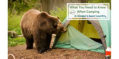 a brown bear standing in front of a tent with a sign on it that says what you need to know when camping in alaska's bear country