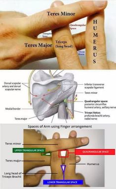 an image of different types of fingers and their corresponding parts are labeled in this diagram