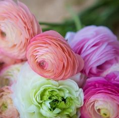 pink and white flowers sitting on top of a table