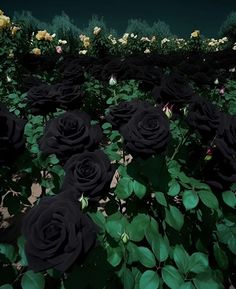 many black roses are in the middle of a field