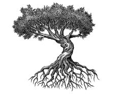 a black and white drawing of a tree with its roots spread out to the side