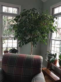 a living room filled with furniture and windows covered in potted plants on top of them